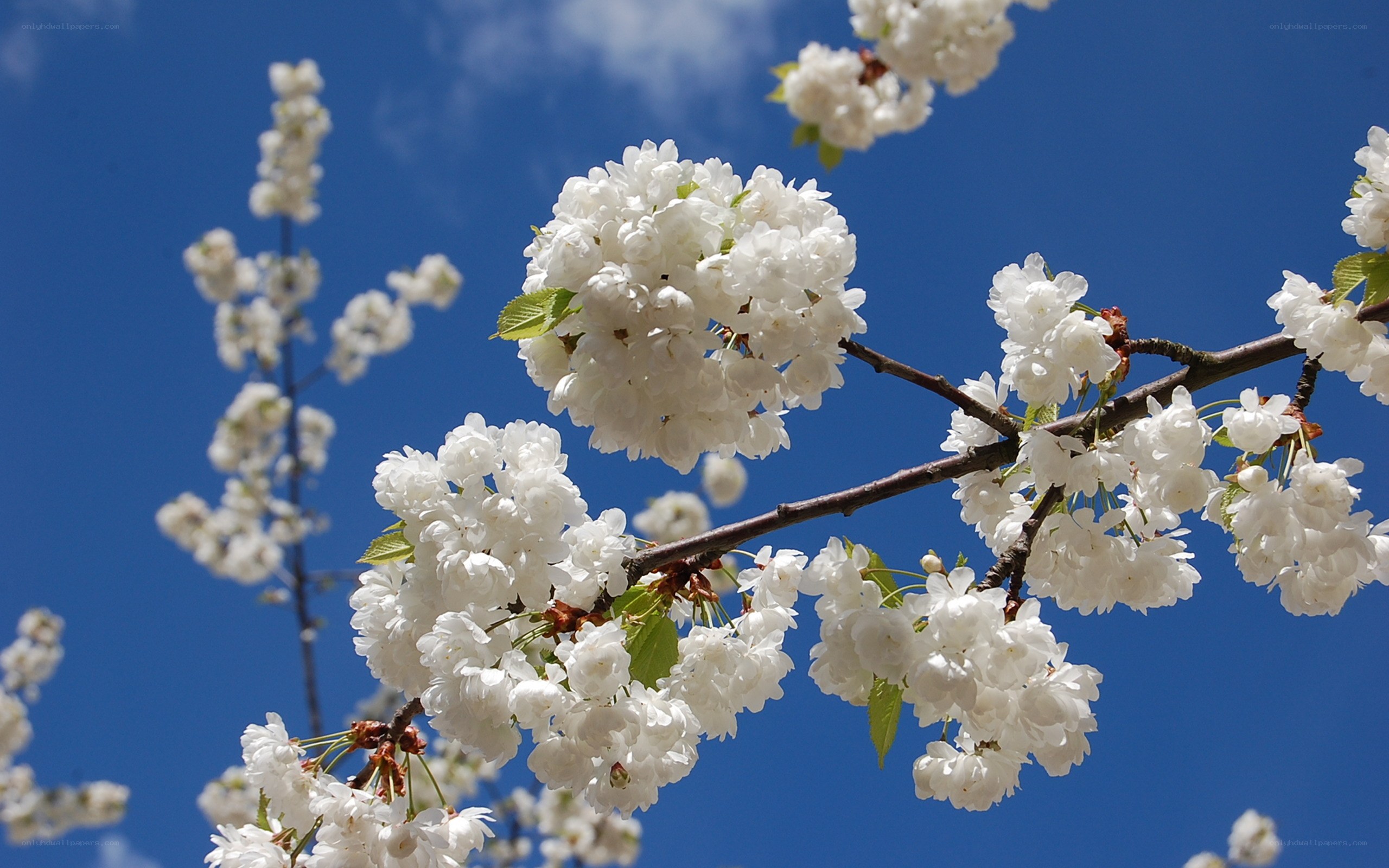 White cherry blossoms against blue sky