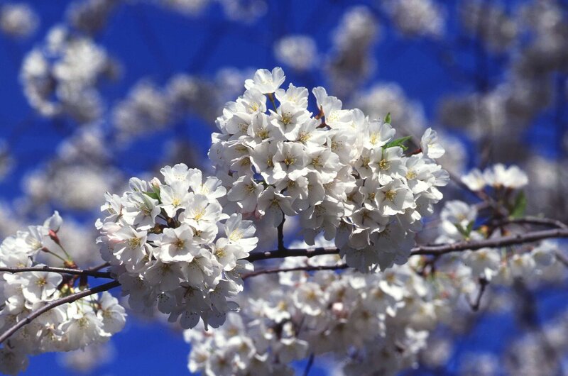White cherry blossoms against blue sky