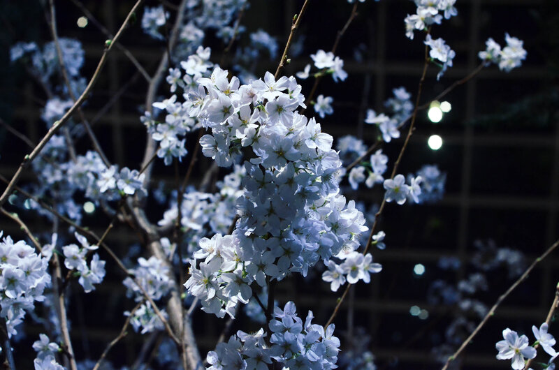 White cherry blossoms at night