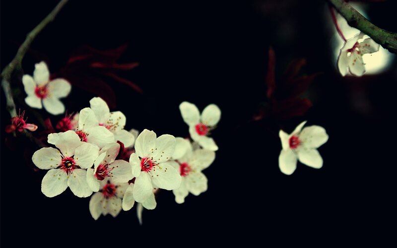 White Cherry Blossoms — Black, Dramatic