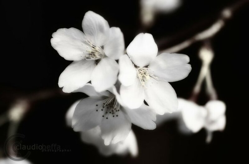 White Cherry Blossoms — Black, Serene, Photograph