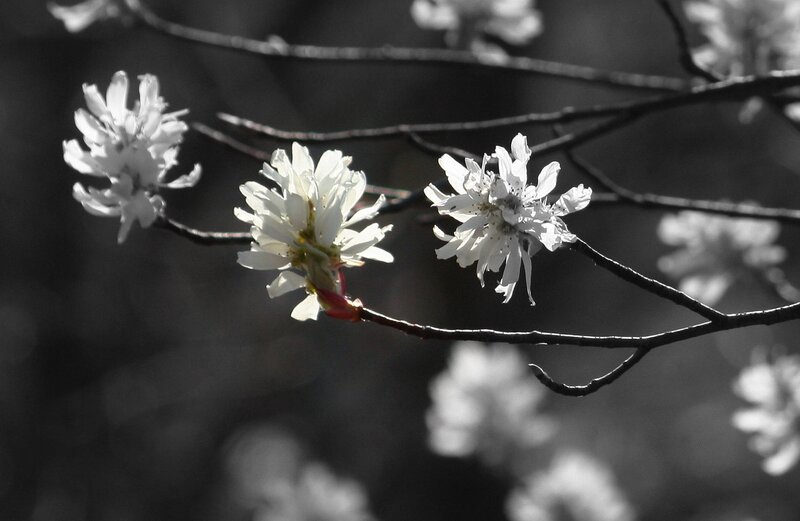 White Cherry Blossoms — Black, Serene, Spring