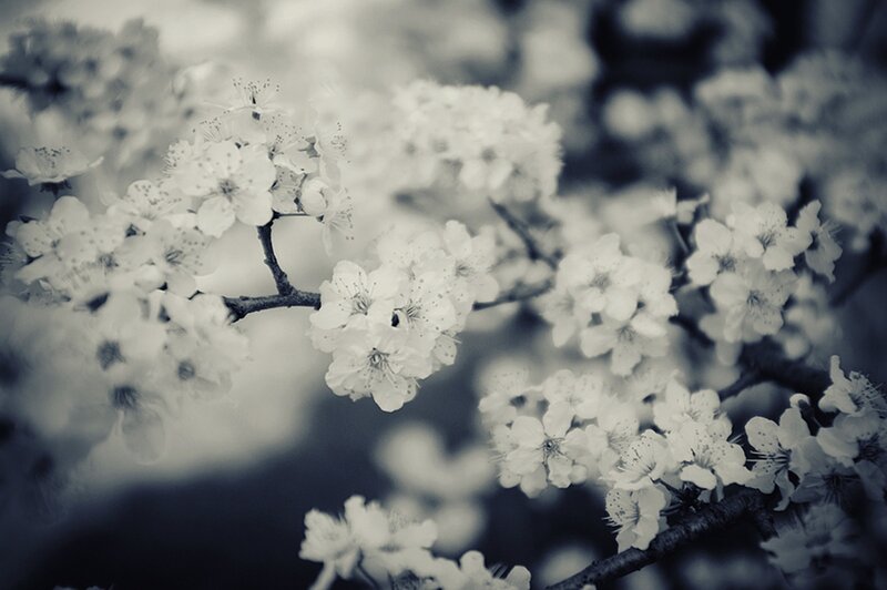 White Cherry Blossoms — Black, Serene