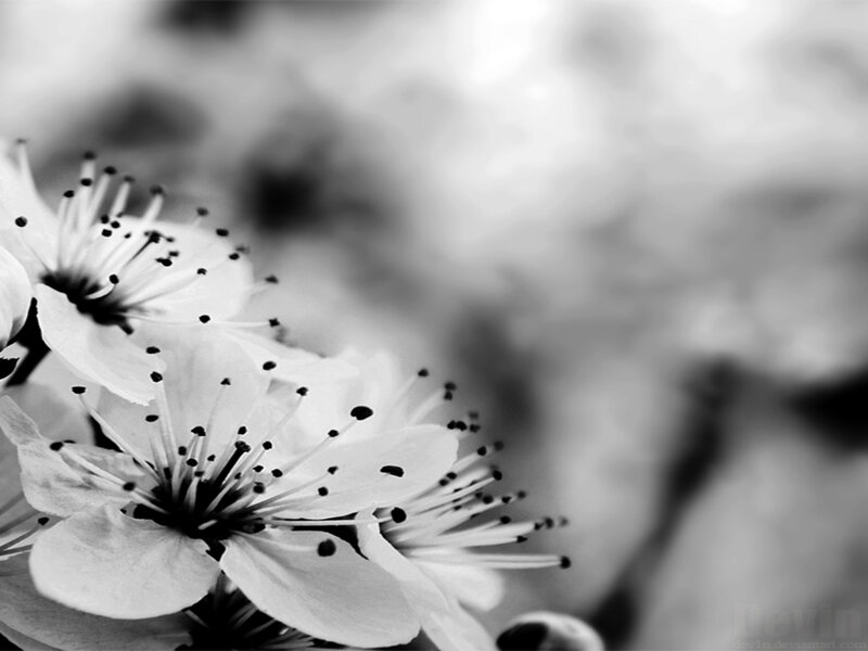 White Cherry Blossoms — Black