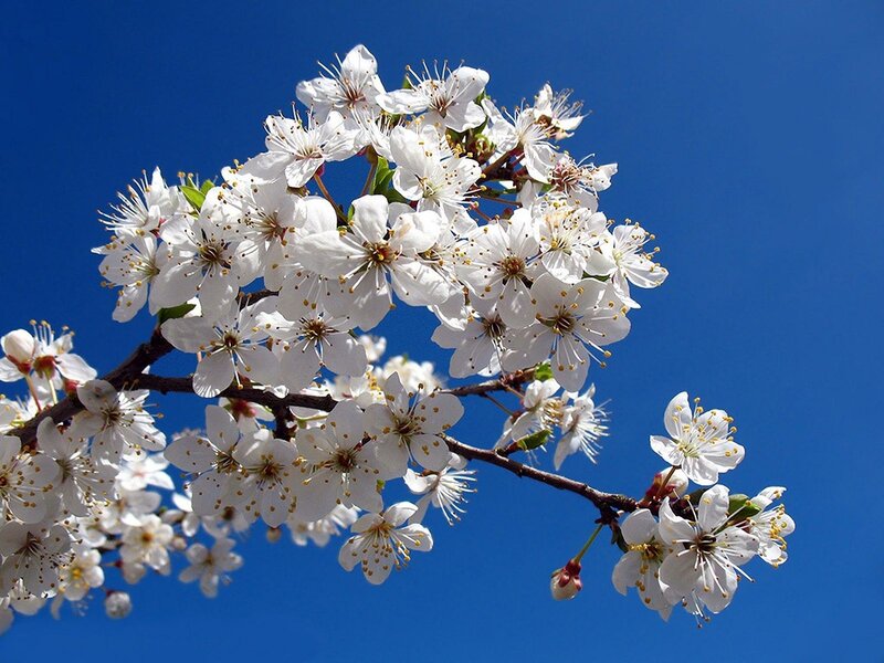 White Cherry Blossoms — Blue, Serene, Spring, Photograph, Branch, Sky
