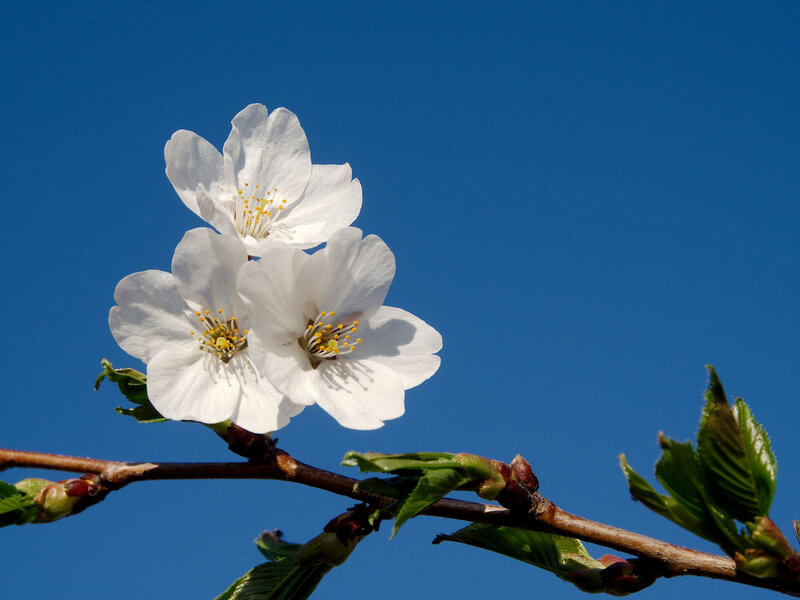 White Cherry Blossoms — Blue, Serene, Spring, Photograph, Branch