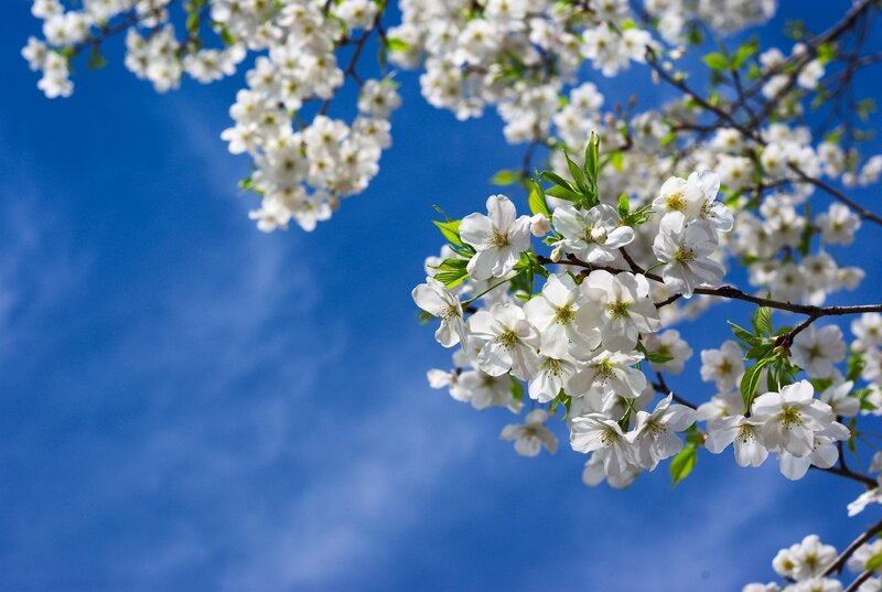 White Cherry Blossoms — Blue, Serene, Spring, Photograph, Branches