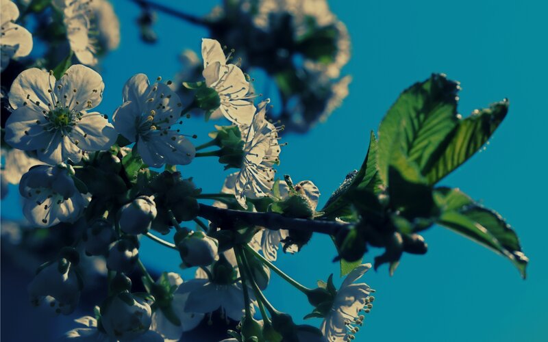 White Cherry Blossoms — Blue, Serene, Spring, Photograph, Flowers