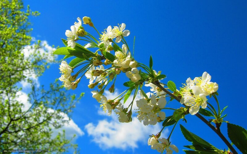 White Cherry Blossoms — Blue, Serene, Spring, Photograph, Green Leaves