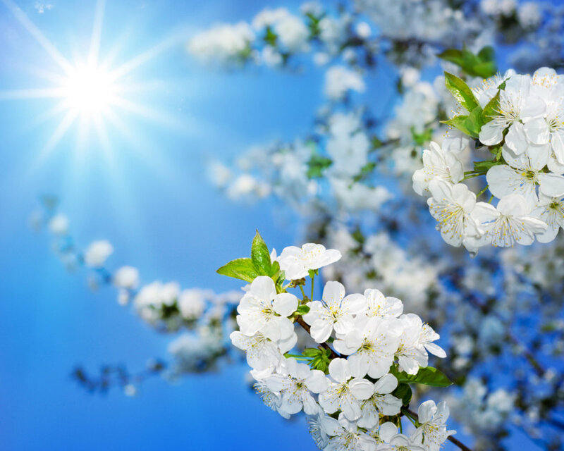 White Cherry Blossoms — Blue, Serene, Spring, Photograph, Sun