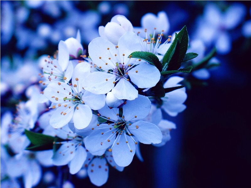 White Cherry Blossoms — Blue, Serene, Spring, Photograph