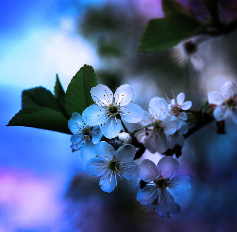 White Cherry Blossoms — Blue, Serene, Spring