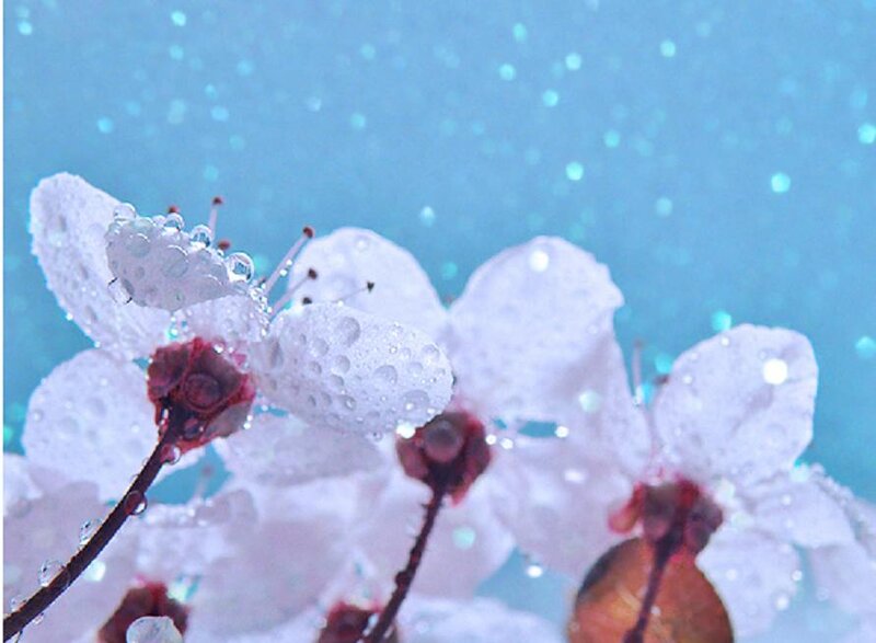 White Cherry Blossoms — Blue, Serene