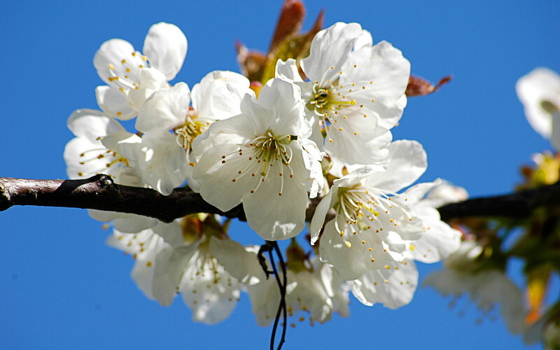 White Cherry Blossoms — Blue
