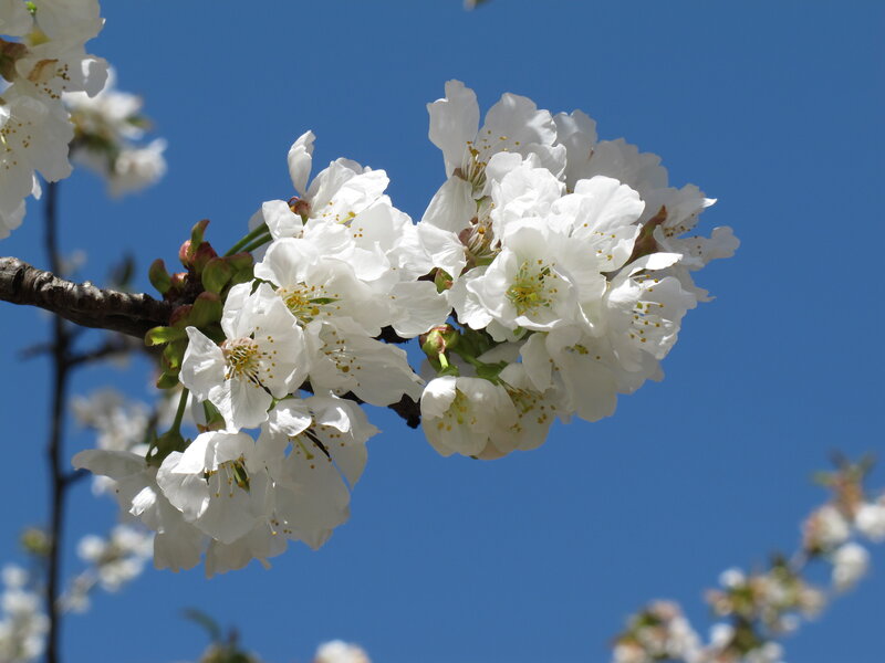White Cherry Blossoms — Buds