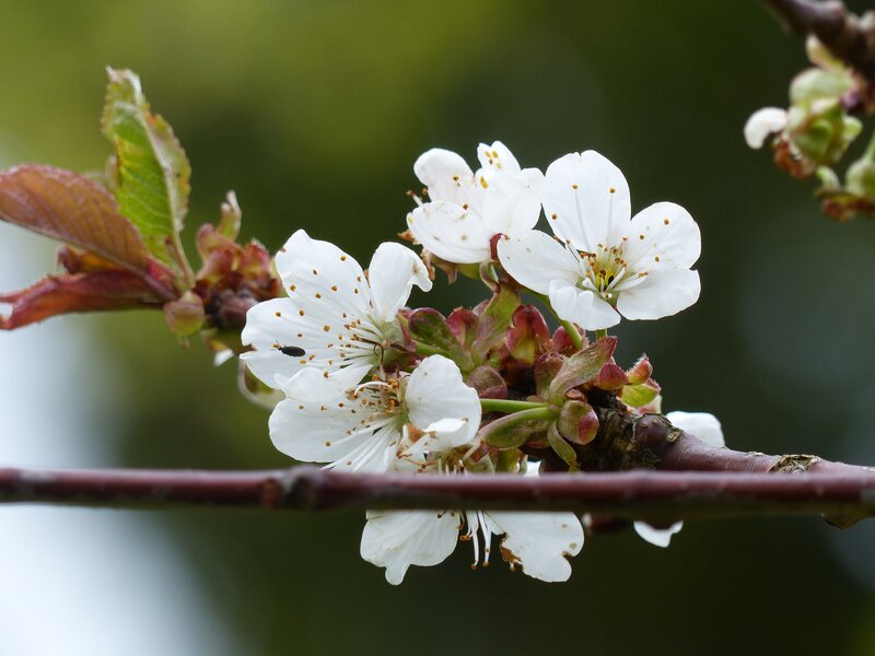 White Cherry Blossoms — Calm, Spring, Photograph, Flower