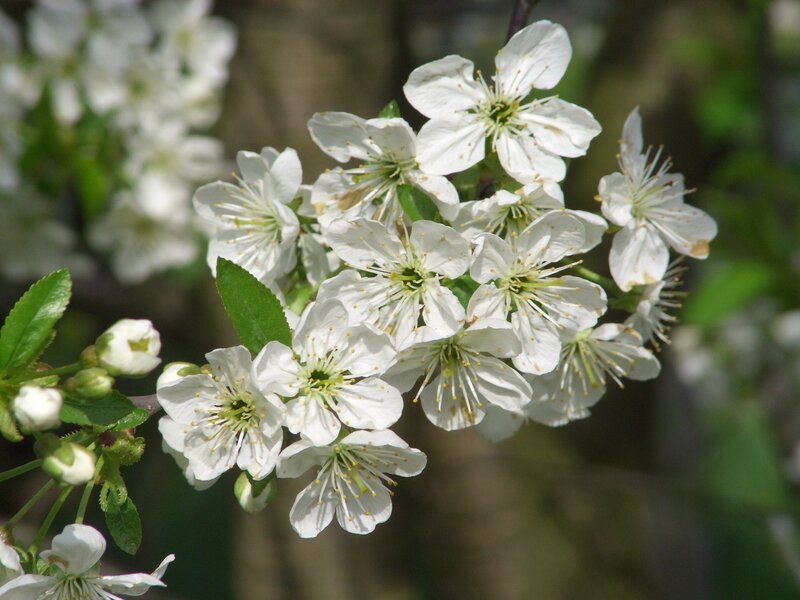 White Cherry Blossoms — Calm, Spring, Photograph, Flowers, Leaves