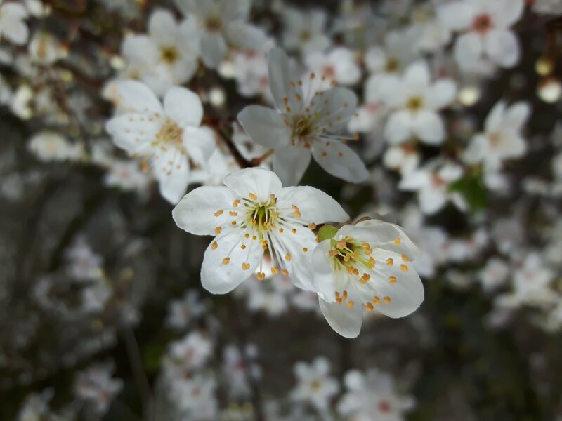 White Cherry Blossoms — Calm, Spring, Photograph, Flowers, Stamen