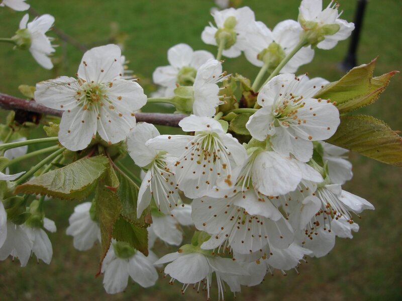 White Cherry Blossoms — Calm, Spring, Photograph, Flowers