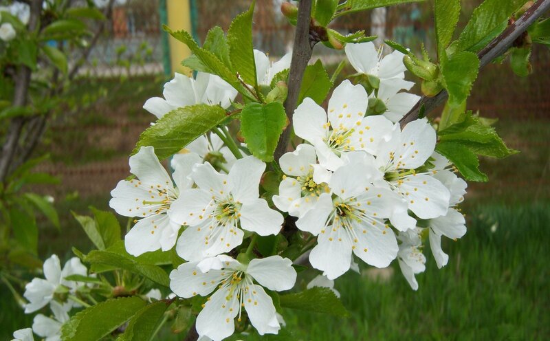 White Cherry Blossoms — Calm, Spring, Photograph, Green Leaves, Branch