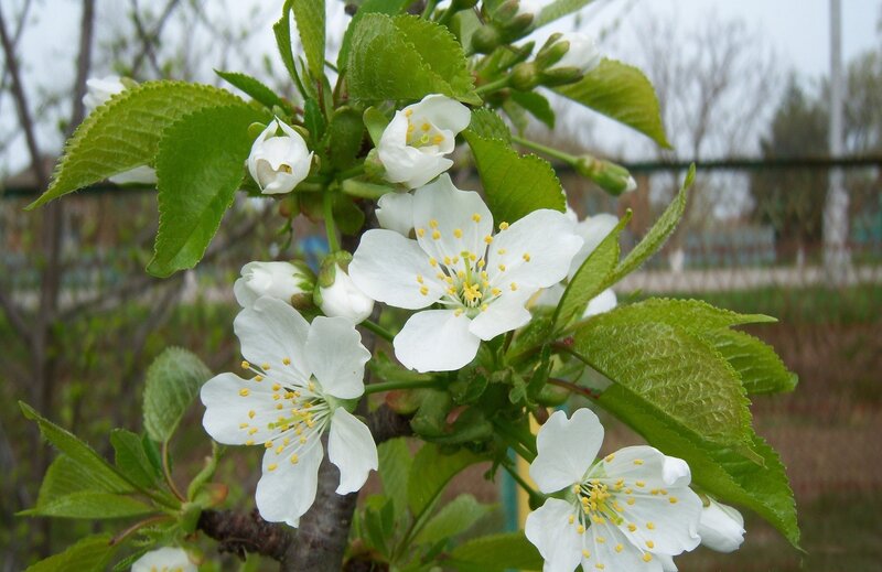 White Cherry Blossoms — Calm, Spring, Photograph, Green Leaves