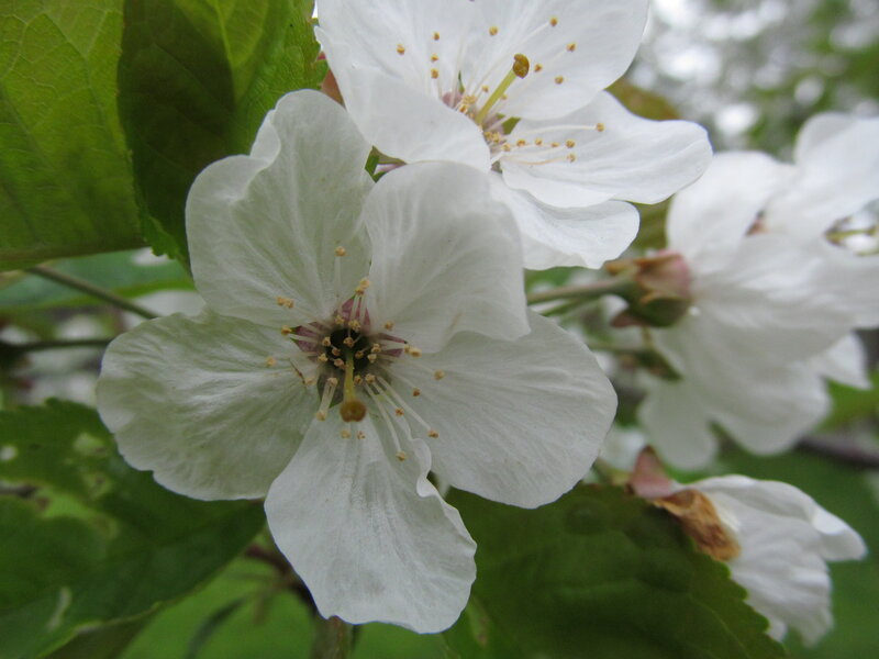 White Cherry Blossoms — Calm, Spring, Photograph