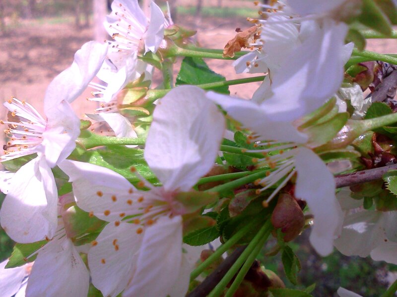 White Cherry Blossoms — Calm, Spring