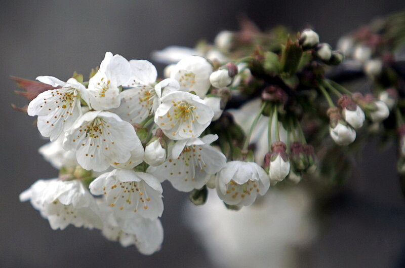 White Cherry Blossoms — Calm
