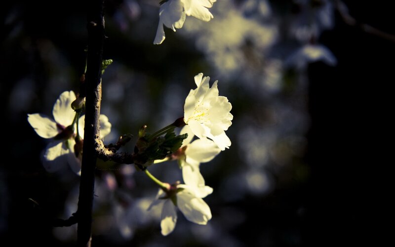 White Cherry Blossoms — Dramatic, Spring, Photograph
