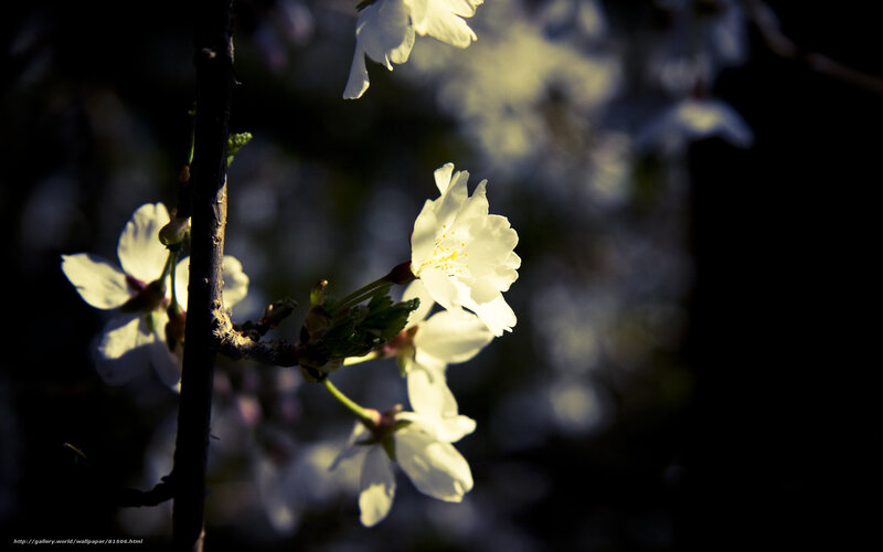White Cherry Blossoms — Dramatic, Spring