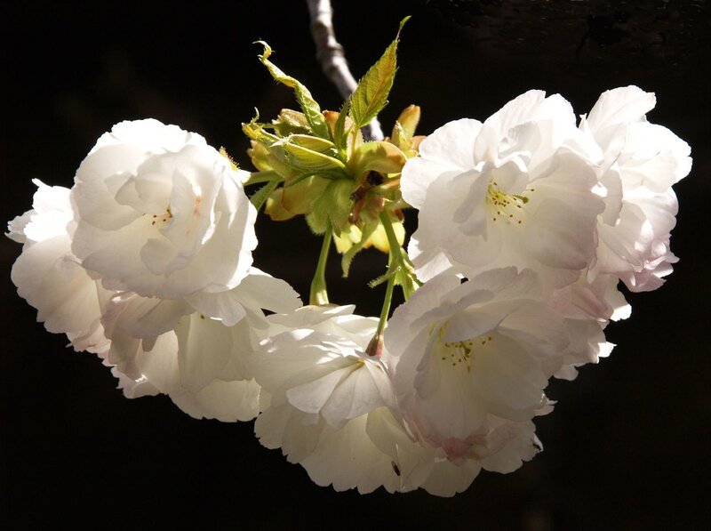 White Cherry Blossoms — Dramatic