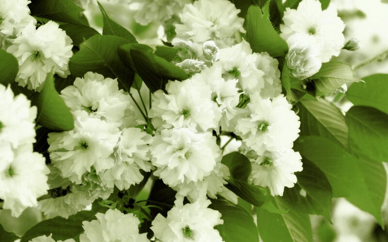 White Cherry Blossoms — Green, Serene