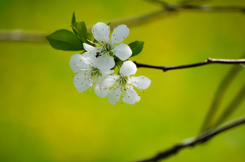 White Cherry Blossoms — Green