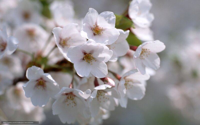 White cherry blossoms in bloom