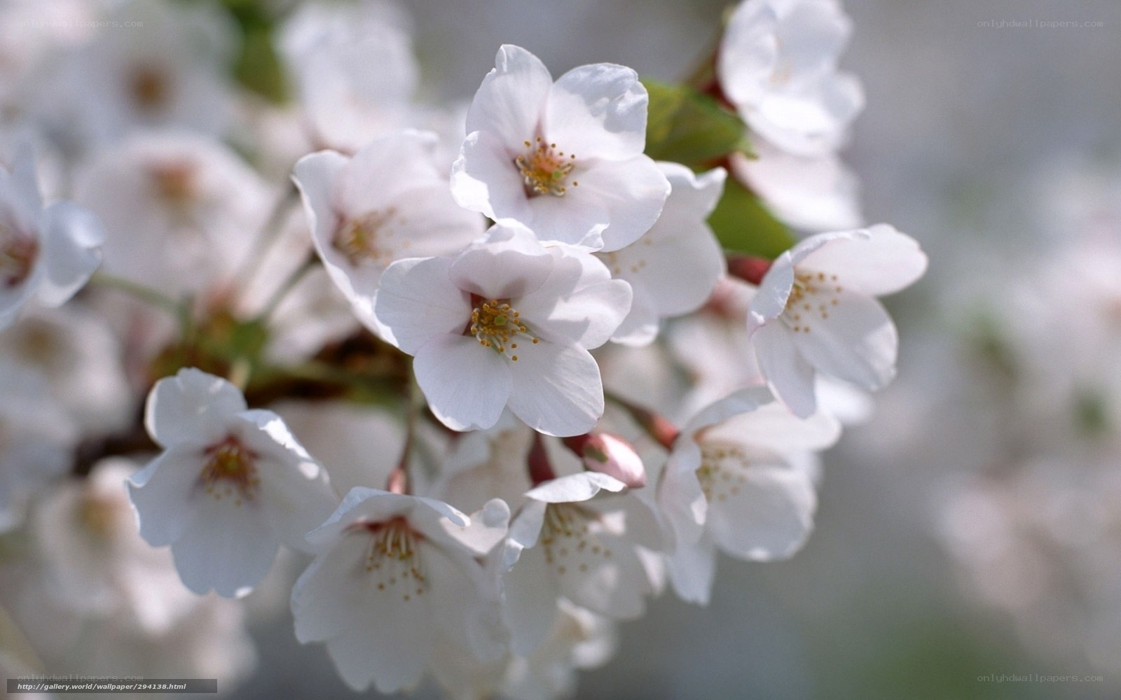 White cherry blossoms in bloom