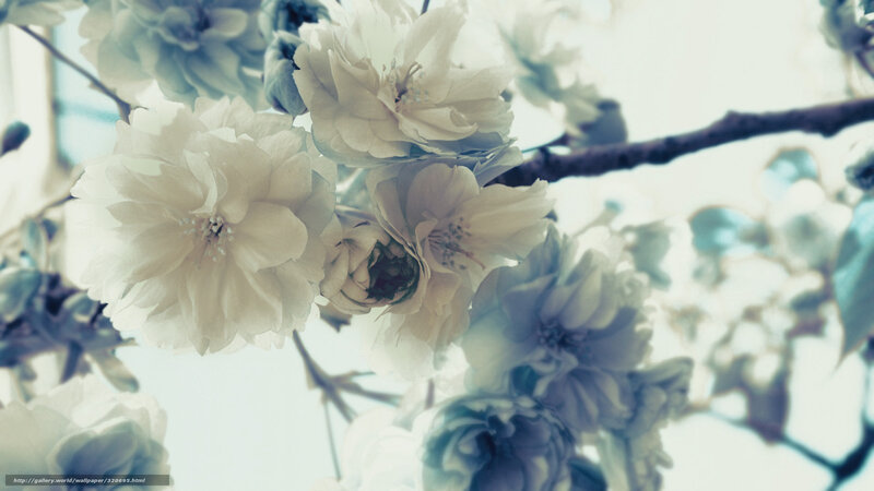 White cherry blossoms in bloom