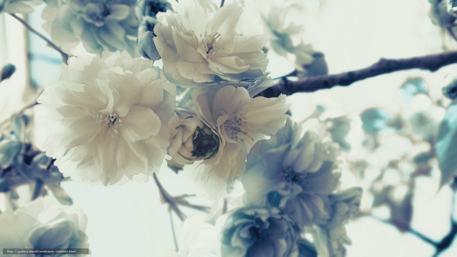 White cherry blossoms in bloom