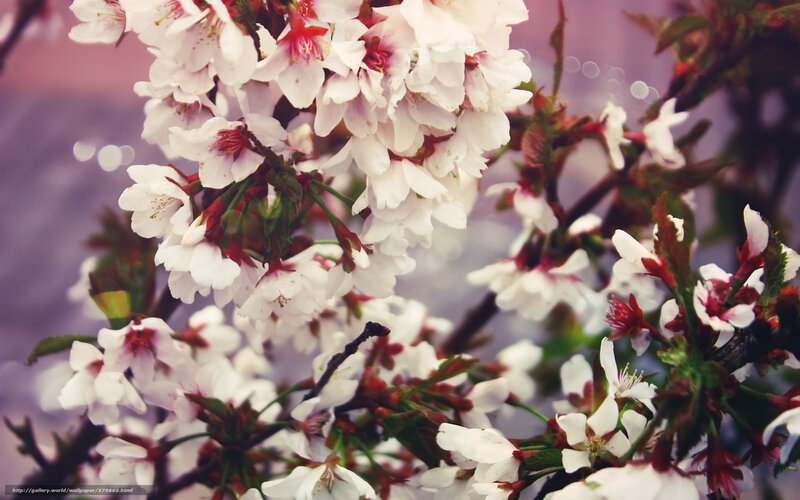 White cherry blossoms in bloom