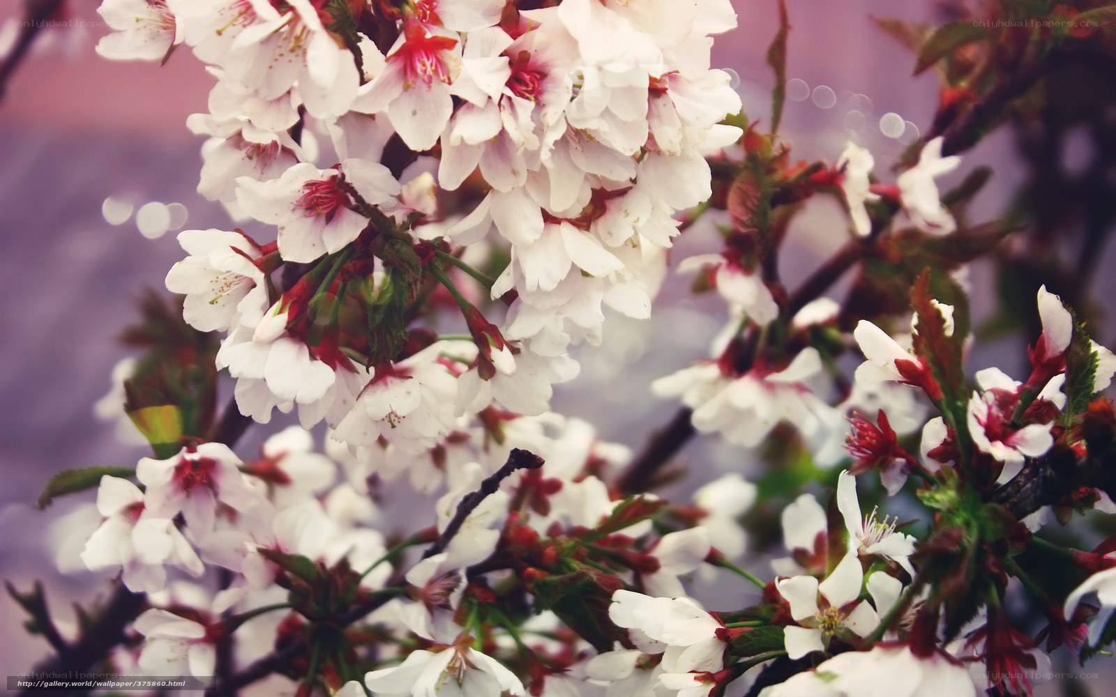 White cherry blossoms in bloom