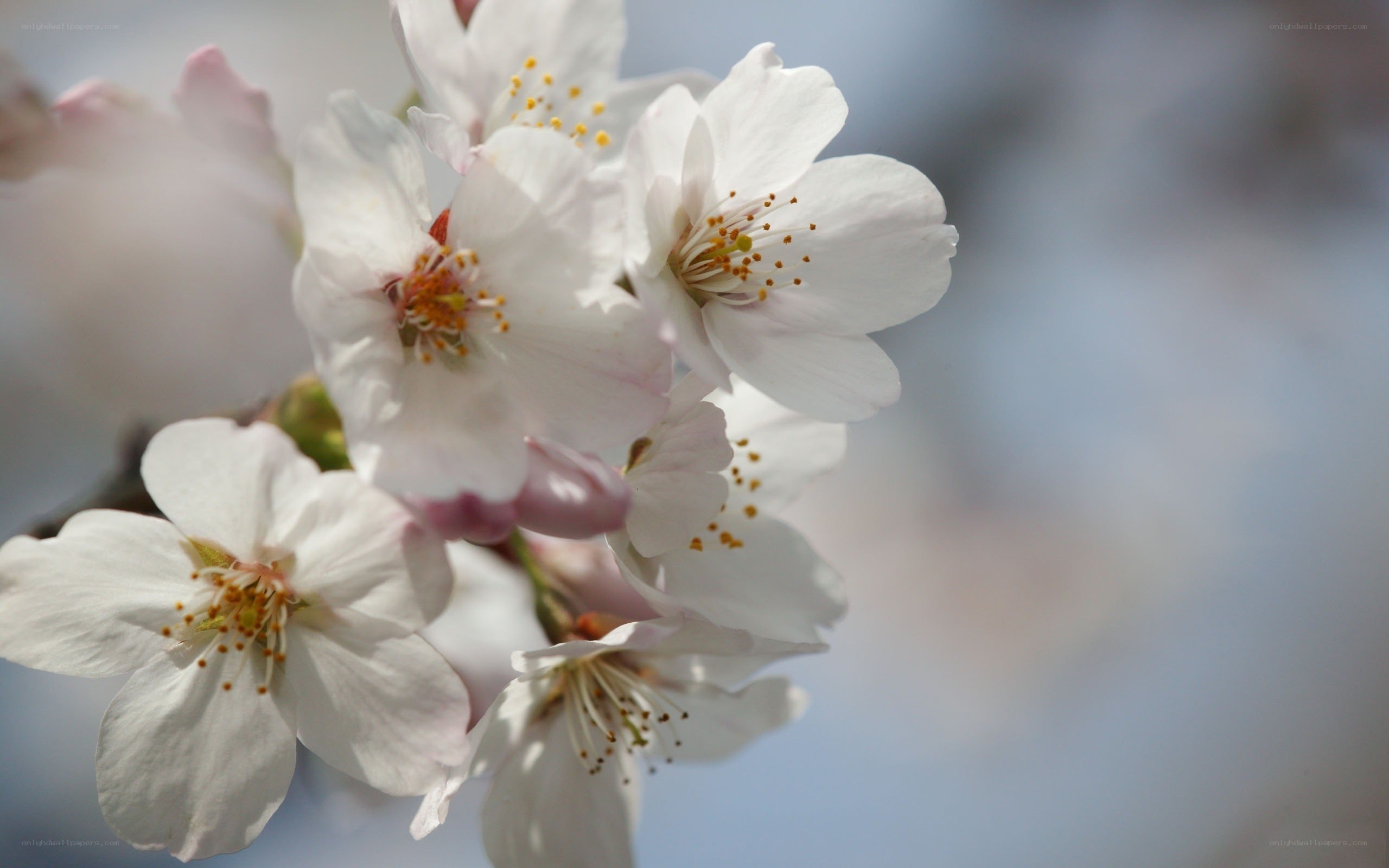 White cherry blossoms in bloom