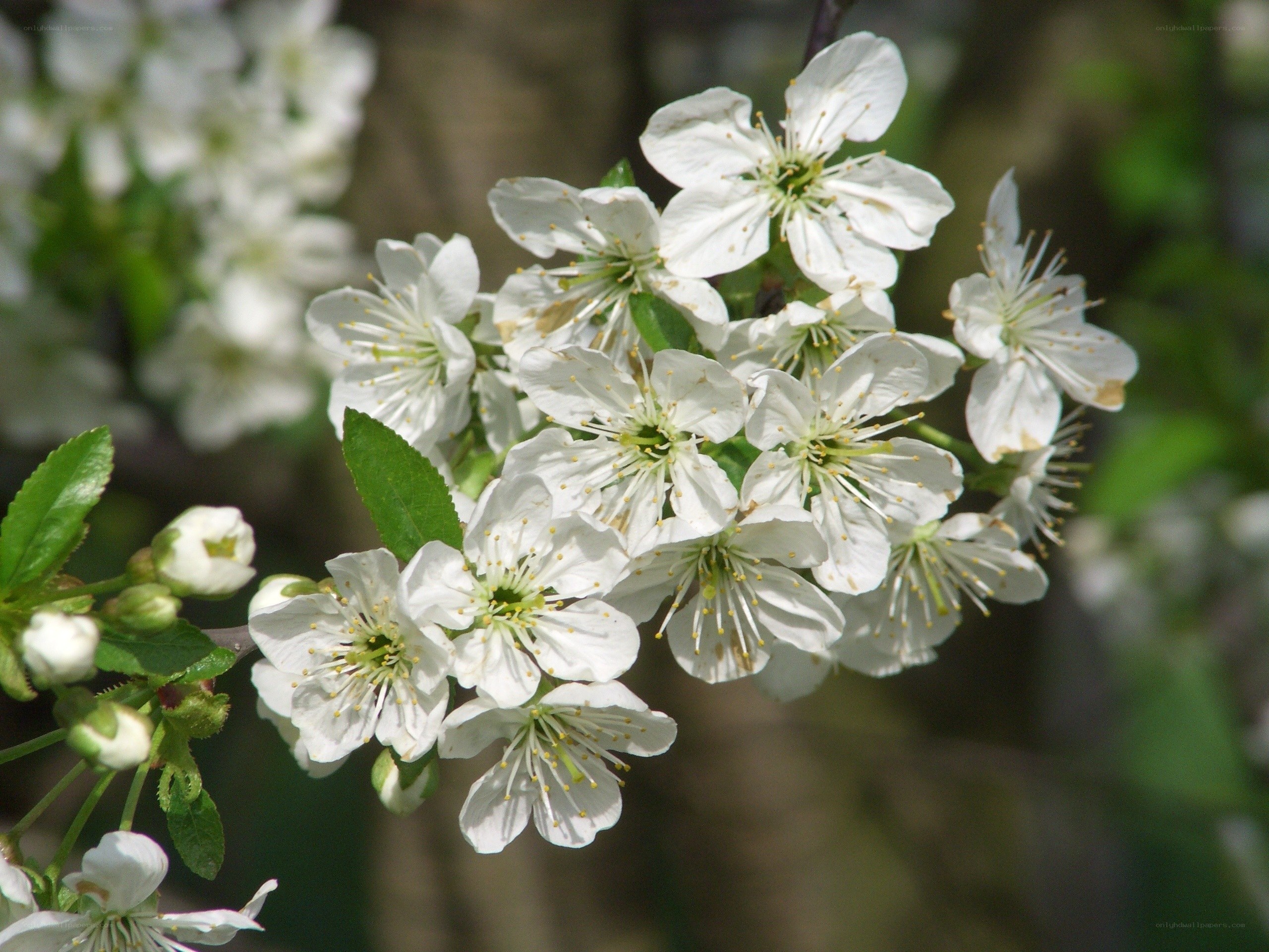 white cherry blossoms in bloom
