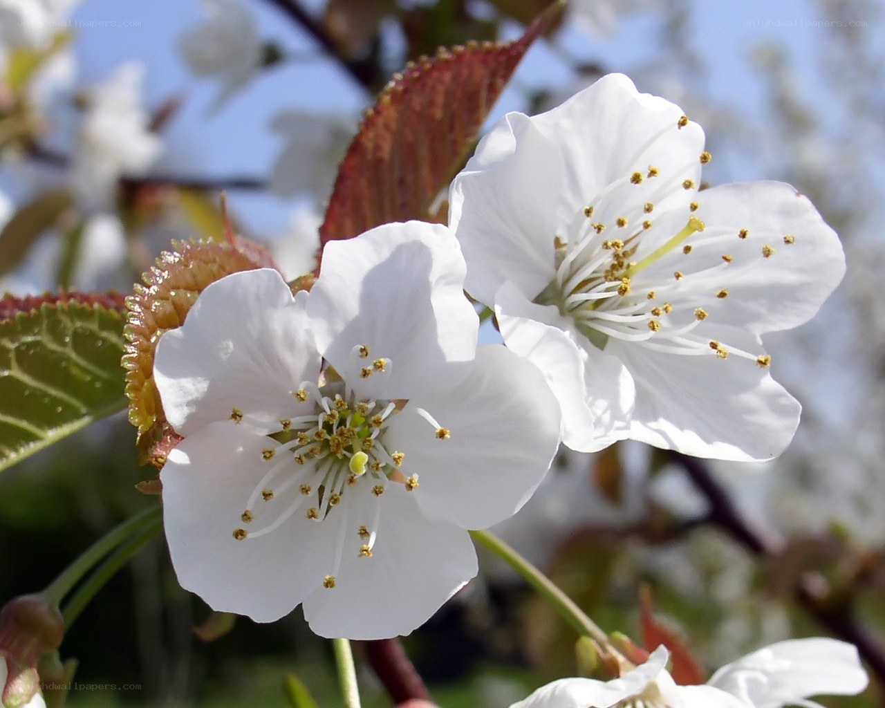 White cherry blossoms in bloom