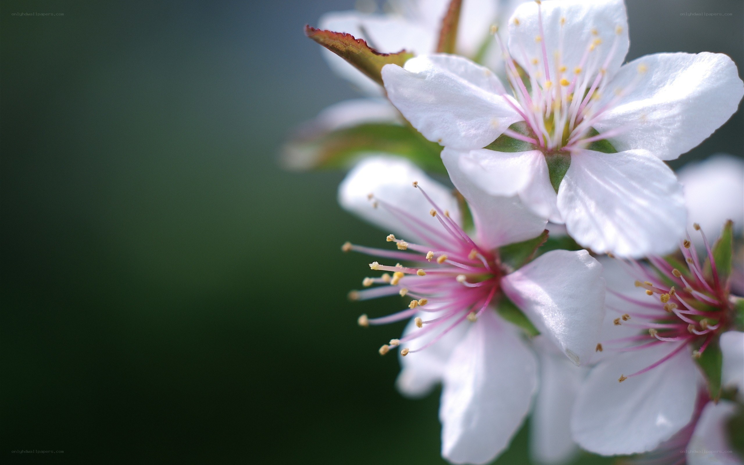 white cherry blossoms in bloom