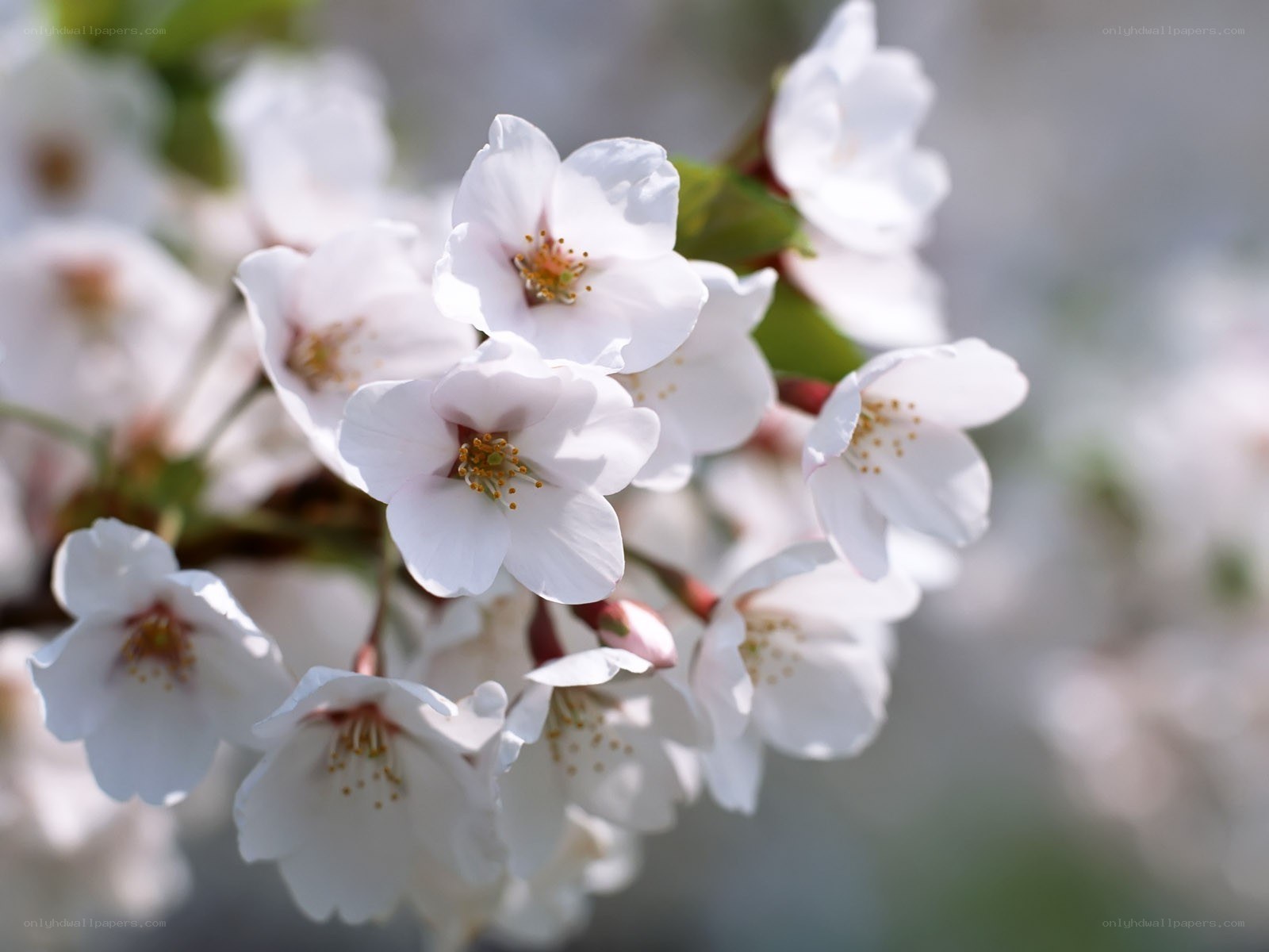 white cherry blossoms in bloom