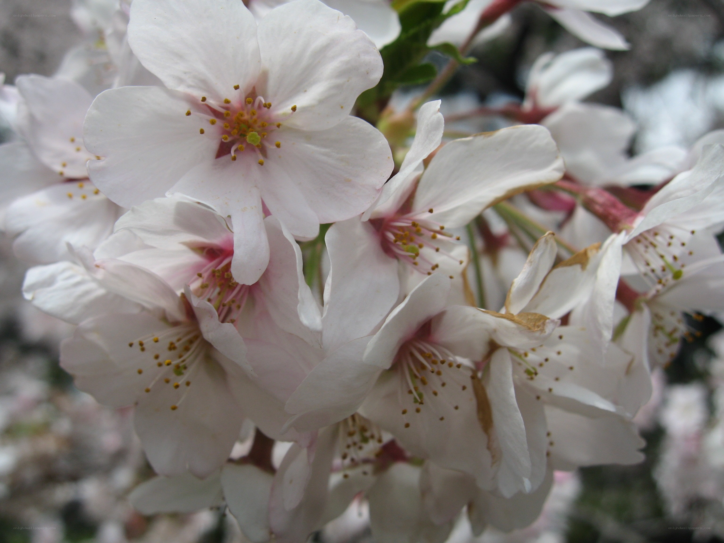 white cherry blossoms in bloom