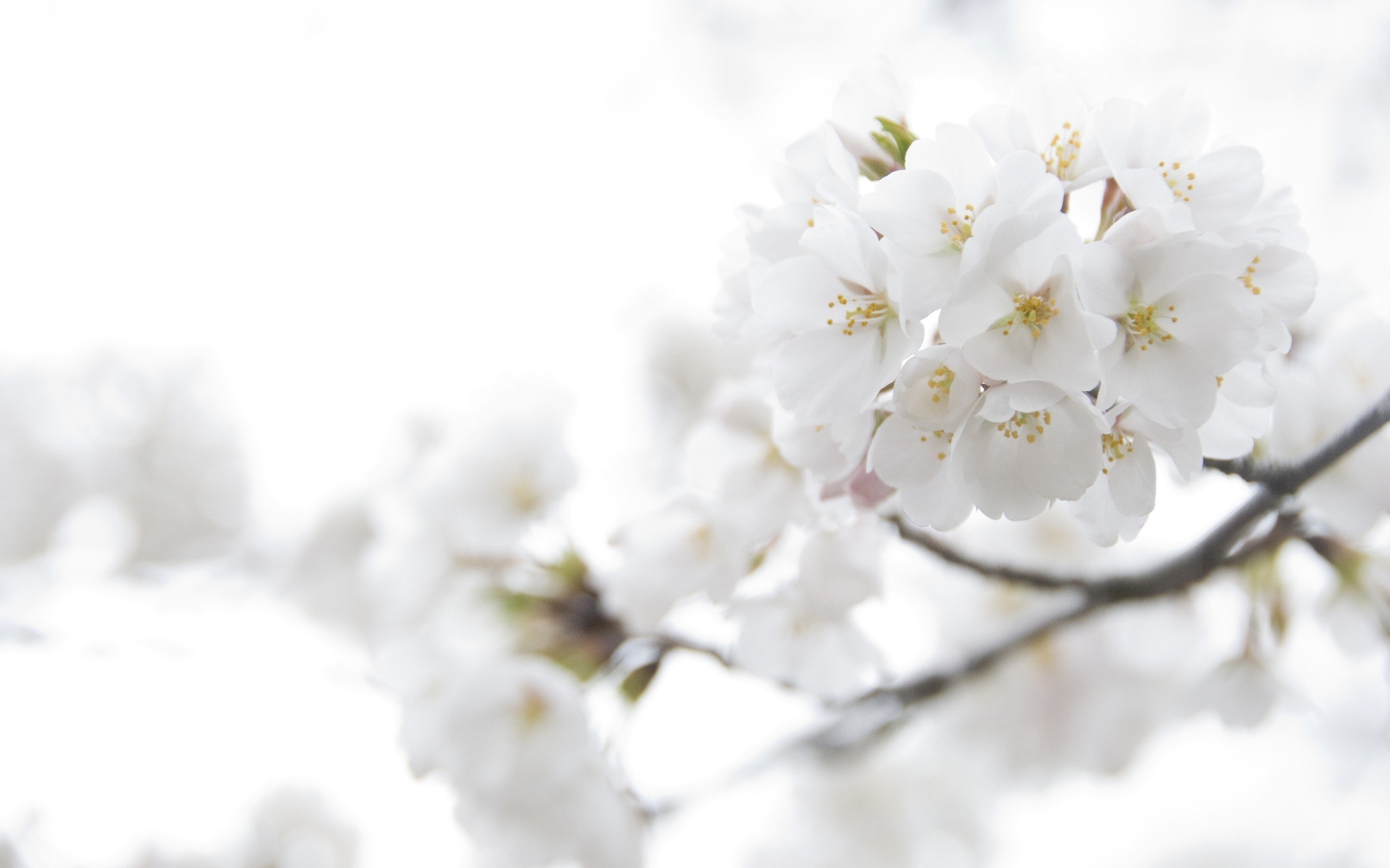 white cherry blossoms in bloom