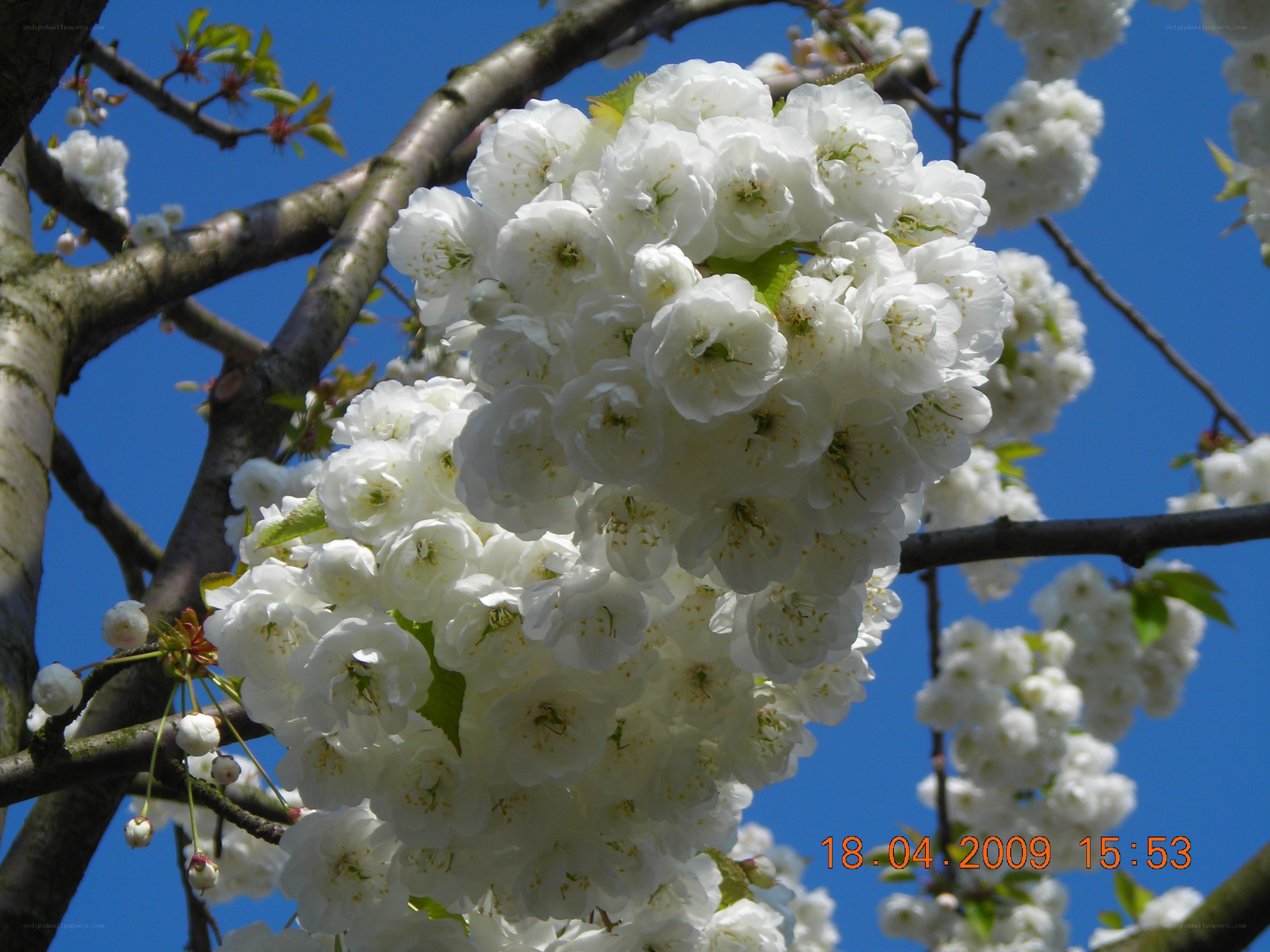 White cherry blossoms in bloom