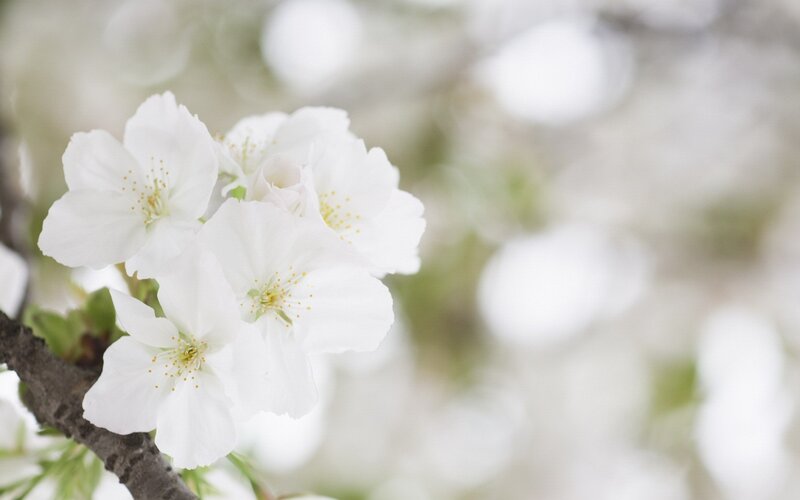 white cherry blossoms in bloom