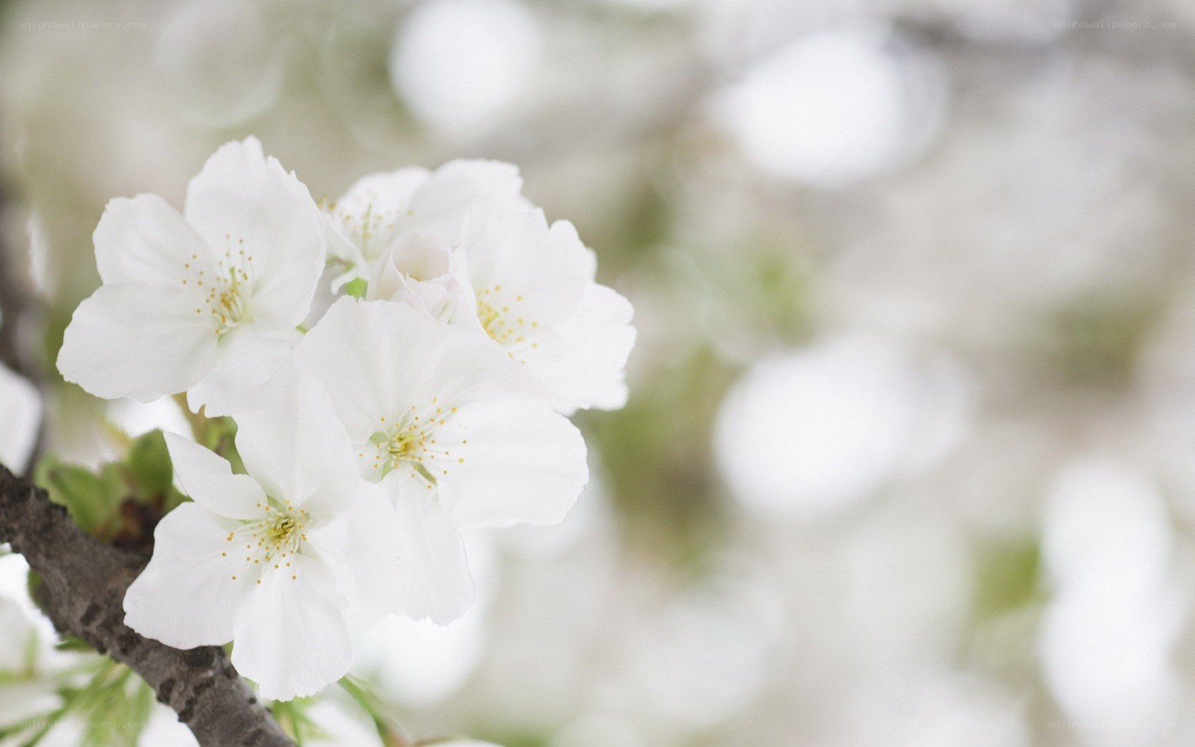 white cherry blossoms in bloom