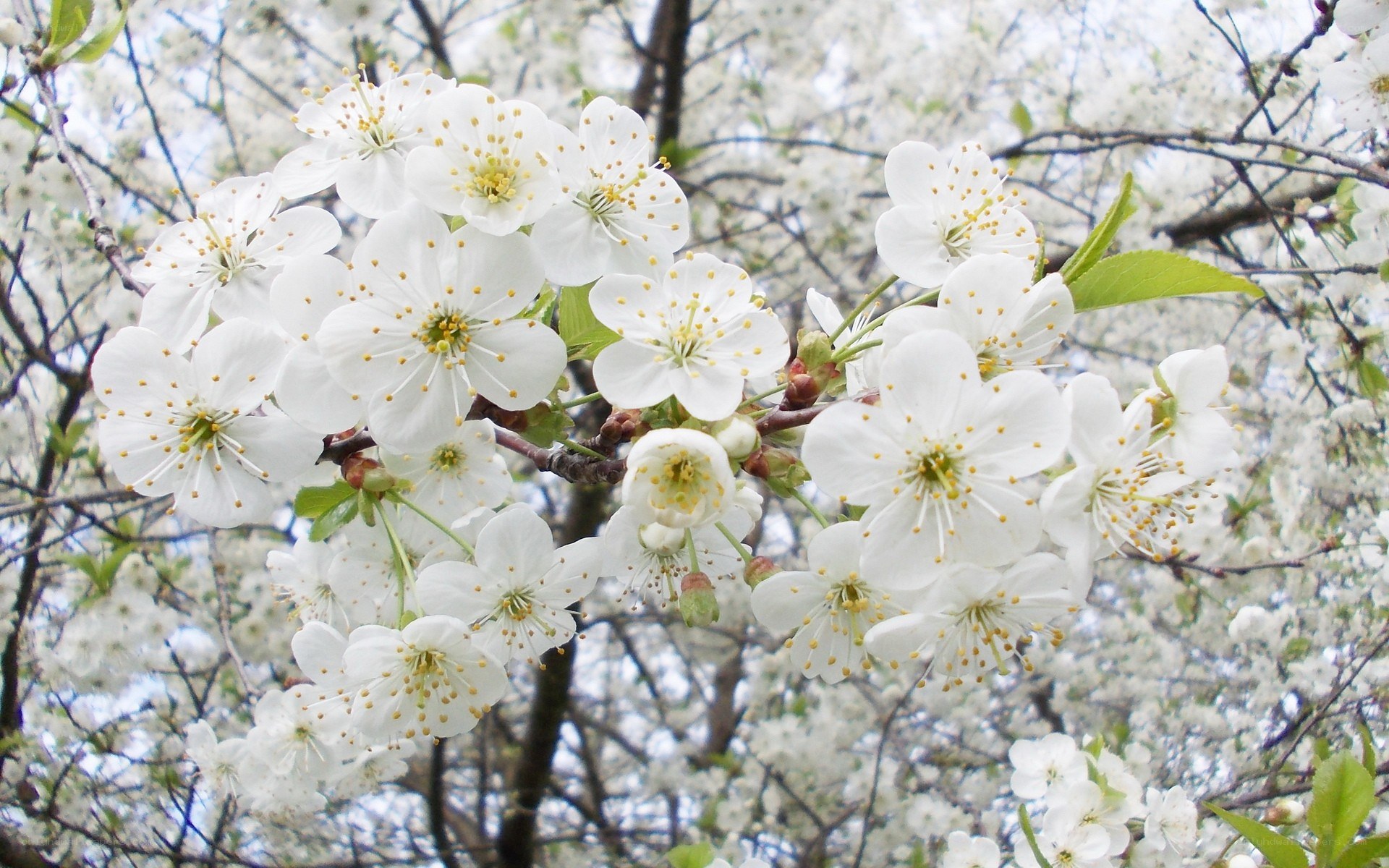 White cherry blossoms in bloom
